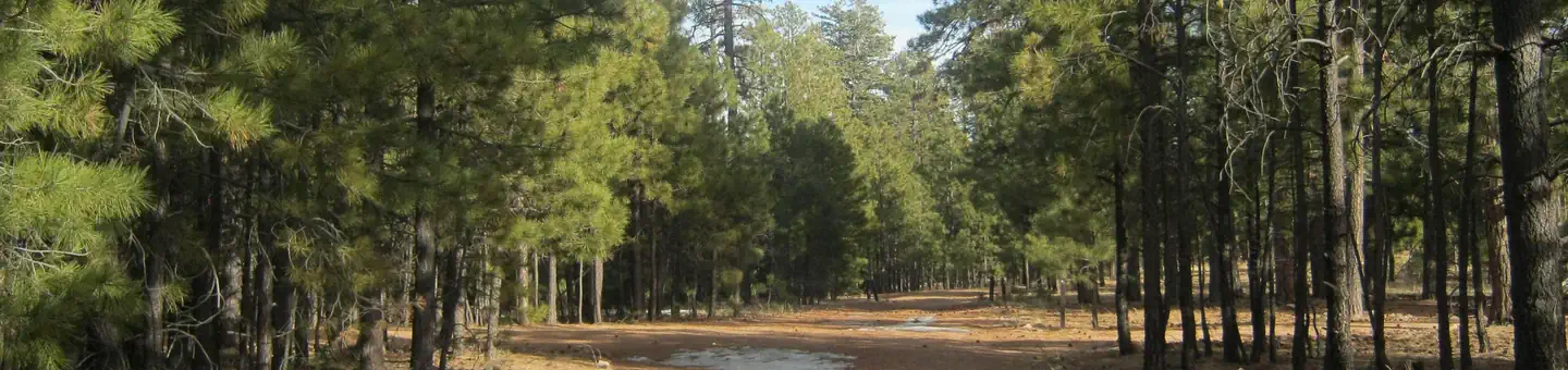 Black Canyon Rim Campground (Apache-Sitgreaves National Forest, AZ) photo