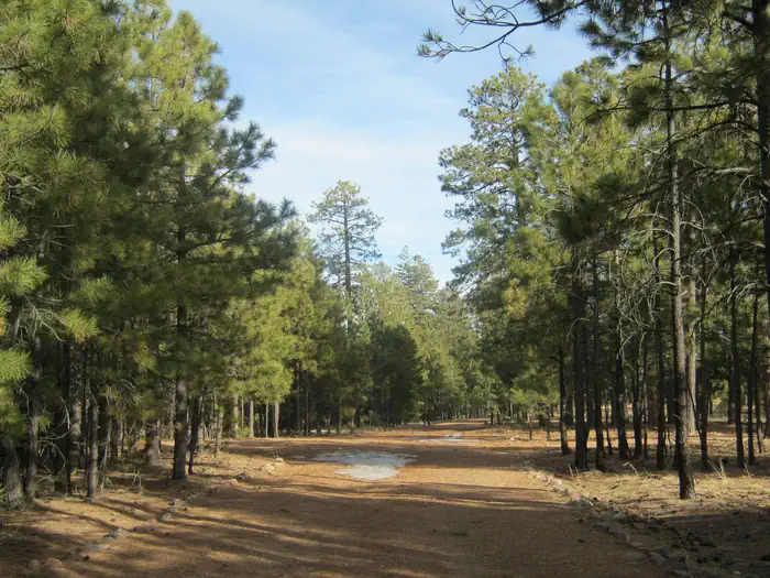 Black Canyon Rim Campground (Apache-Sitgreaves National Forest, AZ) photo 2