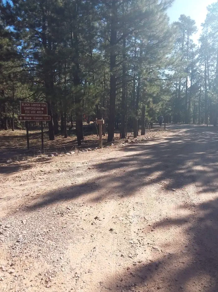 Black Canyon Rim Campground (Apache-Sitgreaves National Forest, AZ) photo 3