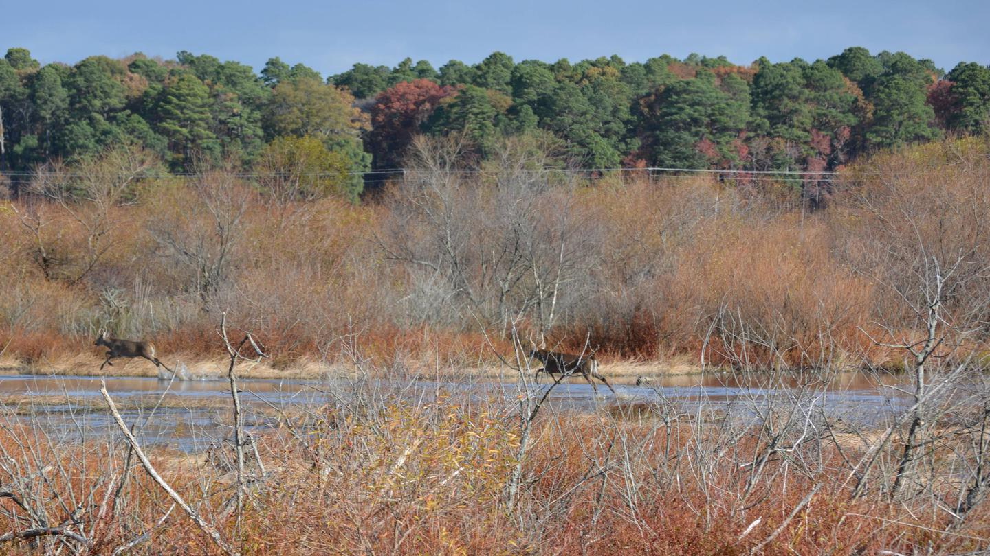 Blackwater National Wildlife Refuge Deer Hunt Permits photo