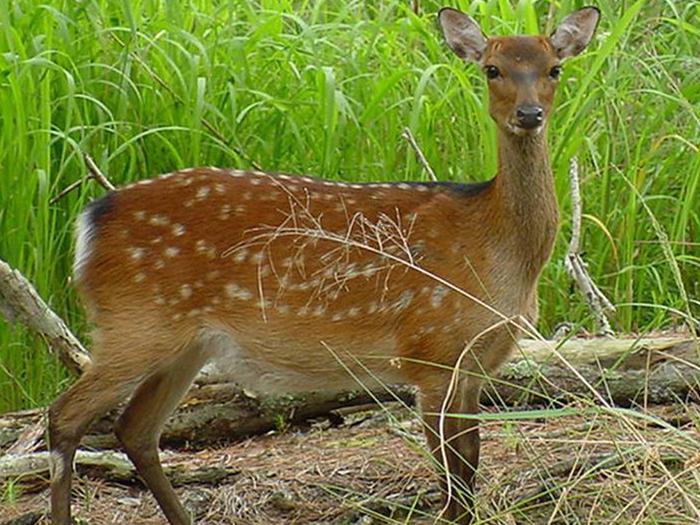 Blackwater National Wildlife Refuge Deer Hunt Permits photo 2