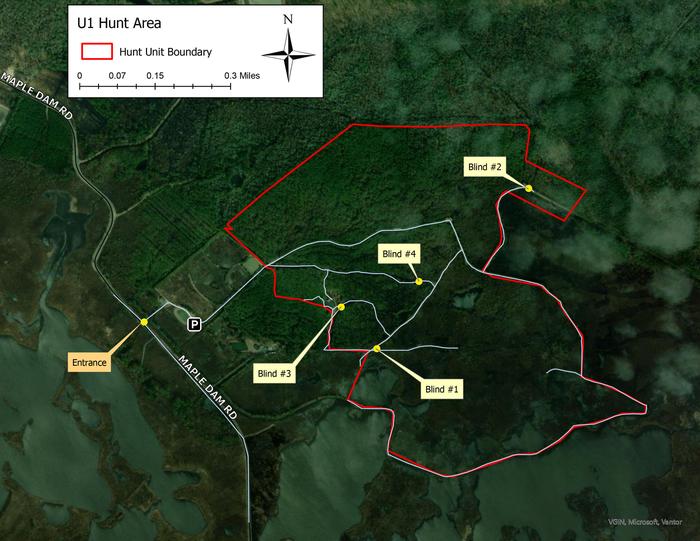 Blackwater National Wildlife Refuge Deer Hunt Permits photo 4