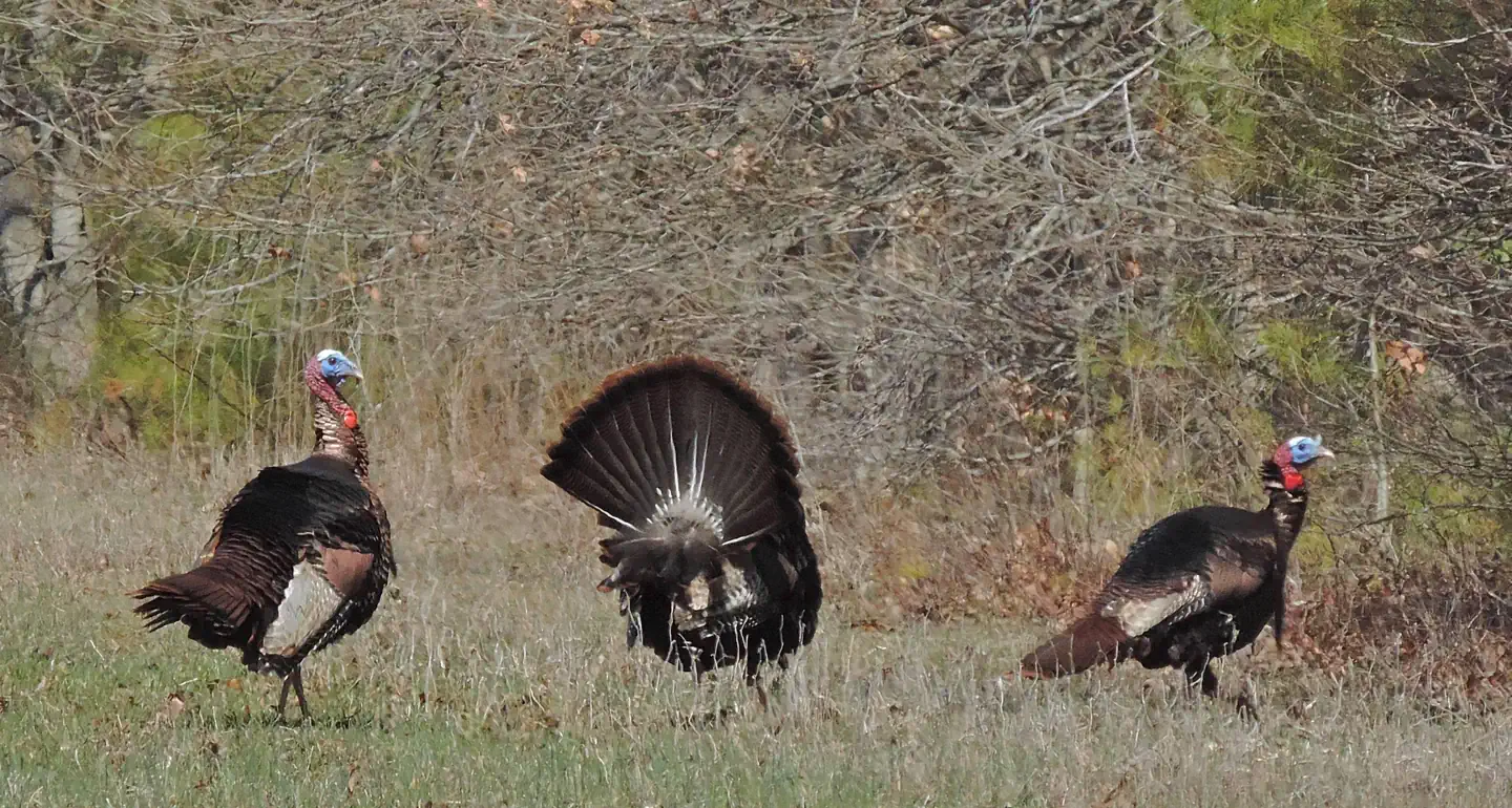 Blackwater National Wildlife Refuge Deer Hunt Permits photo 5