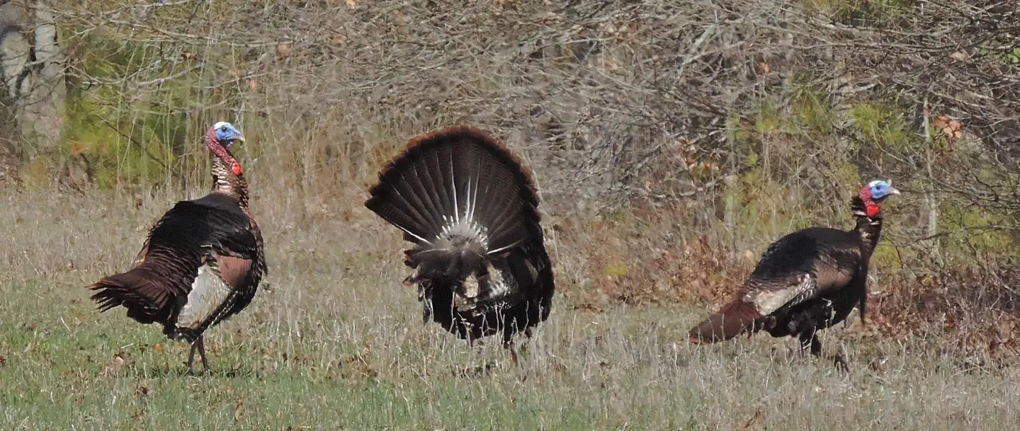 Blackwater National Wildlife Refuge Turkey Hunt Lottery and Permits photo