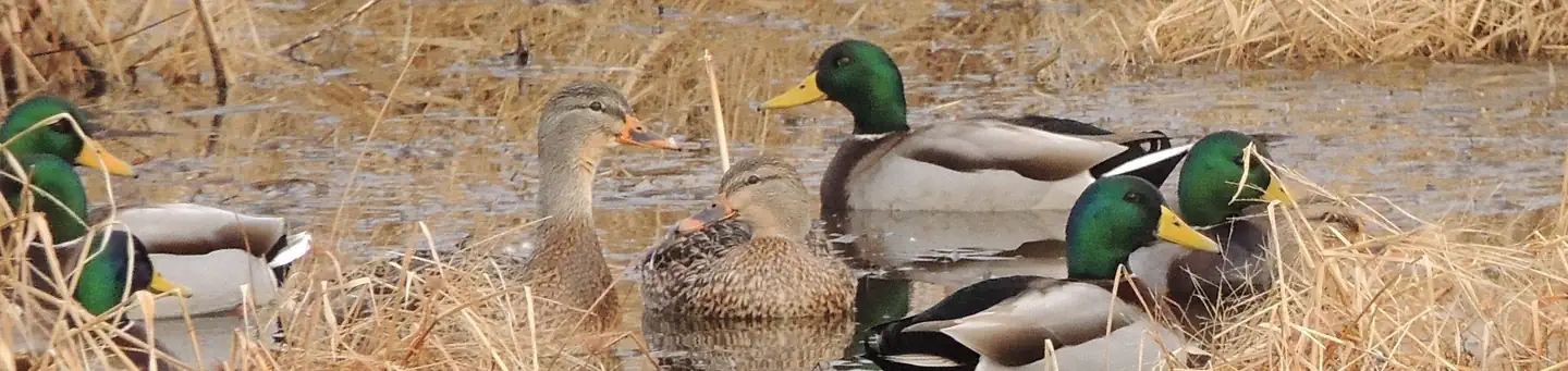 Blackwater National Wildlife Refuge Waterfowl Hunt Permits photo