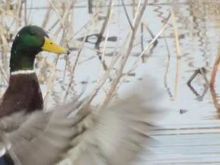 Blackwater National Wildlife Refuge Waterfowl Hunt Permits photo 5