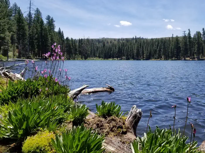 Blue Lake Campground Group Site - Modoc NF (CA) photo 5