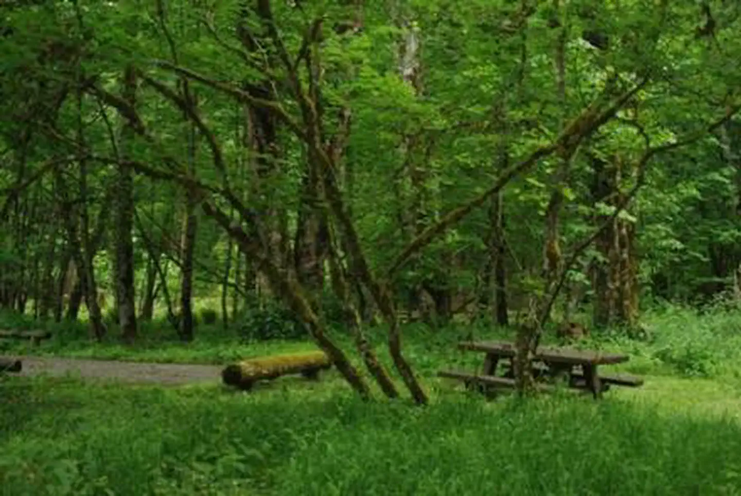 Blue Lake Creek Campground - Gifford Pinchot NF (WA) photo 4