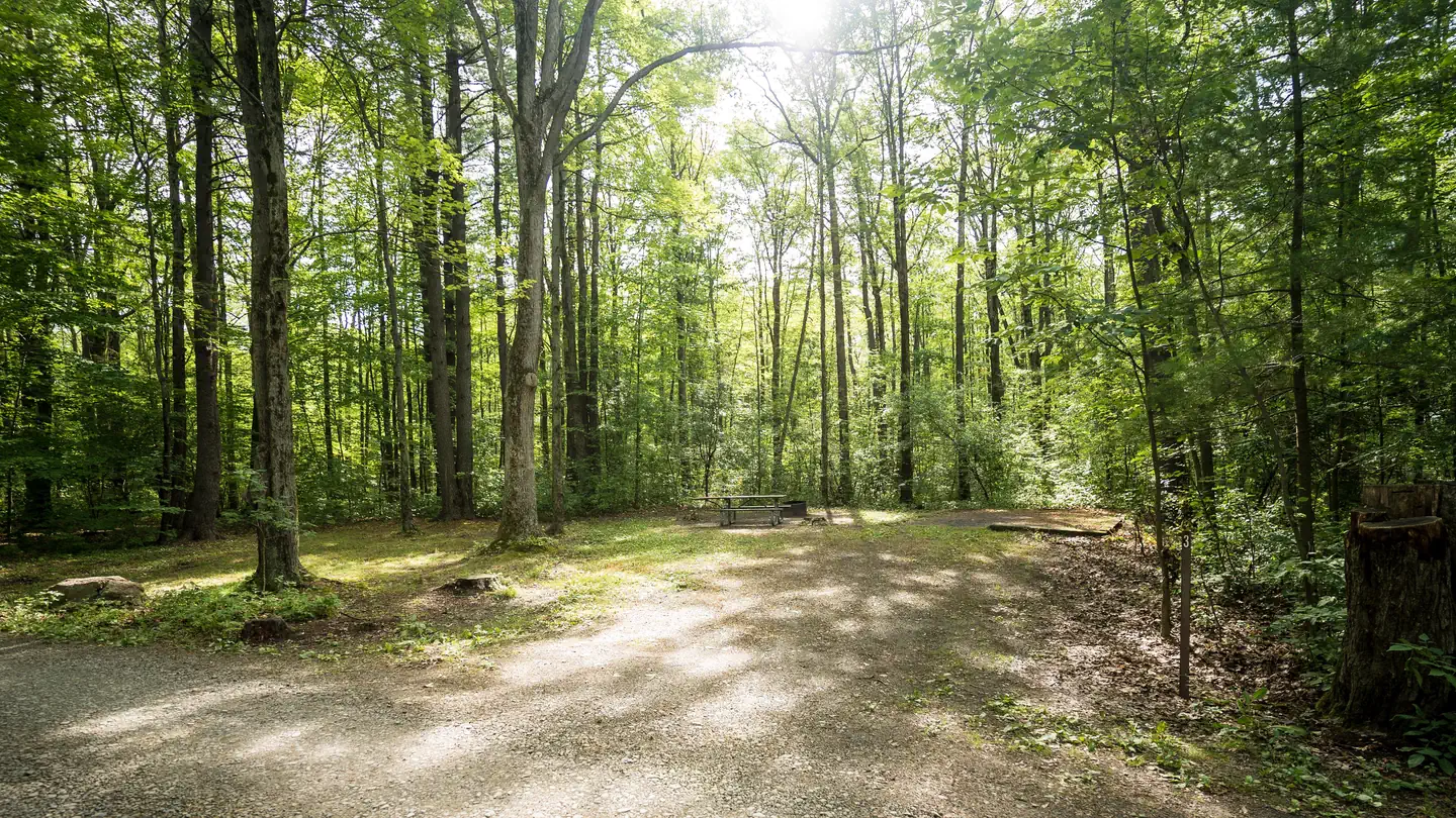 Blueberry Patch Campground photo