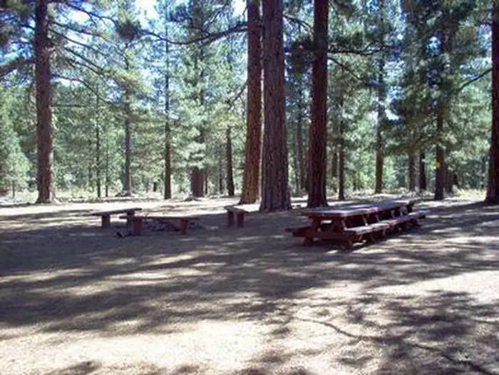 BOCA SPRING photo 3