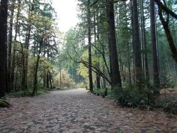BOGUS CREEK CAMPGROUND photo 2