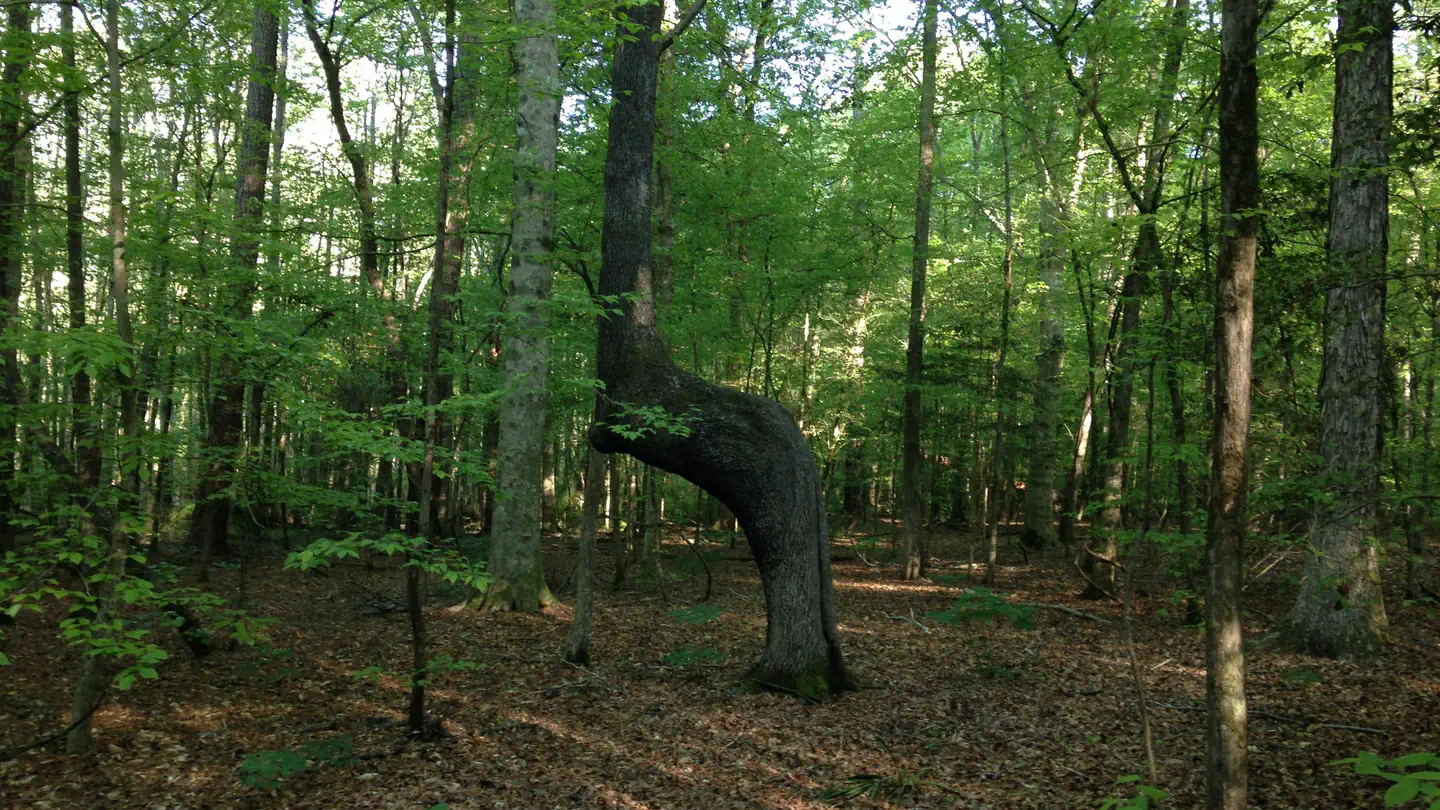 Bond Swamp National Wildlife Refuge Deer Hunt photo