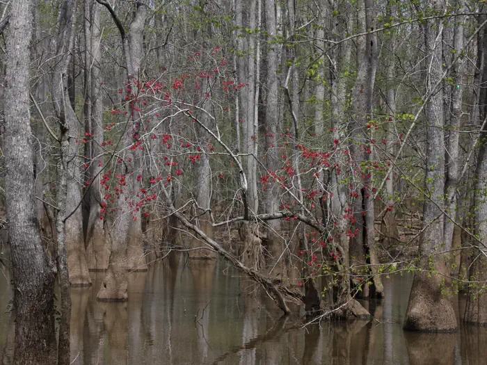 Bond Swamp National Wildlife Refuge Deer Hunt photo 4