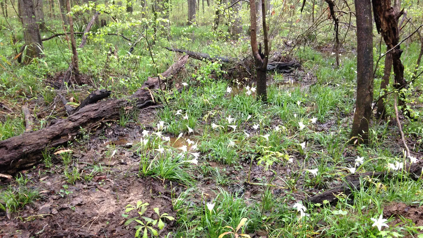 Bond Swamp National Wildlife Refuge Turkey Hunt photo