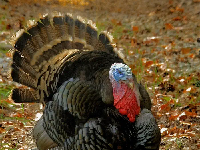 Bond Swamp National Wildlife Refuge Turkey Hunt photo 2