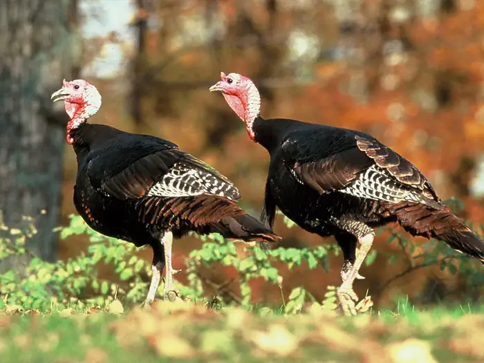 Bond Swamp National Wildlife Refuge Turkey Hunt photo 4