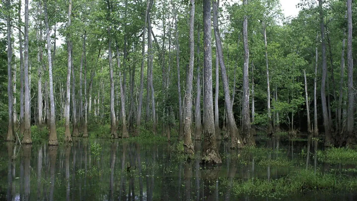 Bond Swamp National Wildlife Refuge Waterfowl Hunt photo