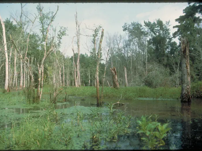 Bond Swamp National Wildlife Refuge Waterfowl Hunt photo 2