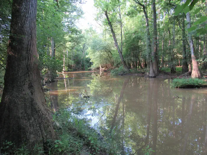 Bond Swamp National Wildlife Refuge Waterfowl Hunt photo 3