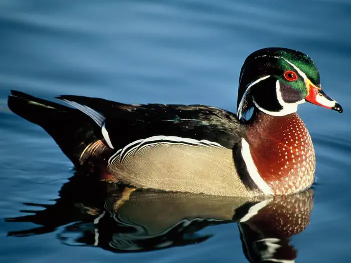 Bond Swamp National Wildlife Refuge Waterfowl Hunt photo 4