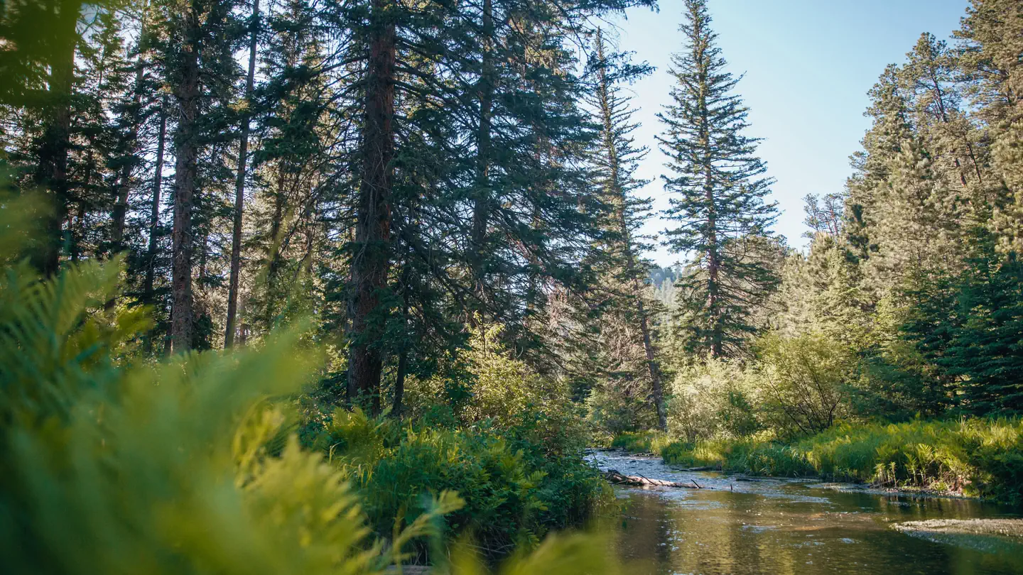 Boxelder Forks Campground photo
