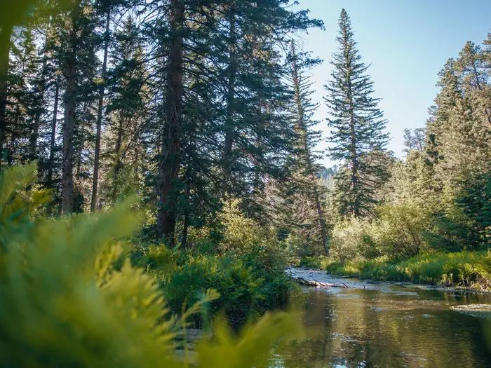 Boxelder Forks Campground photo 3