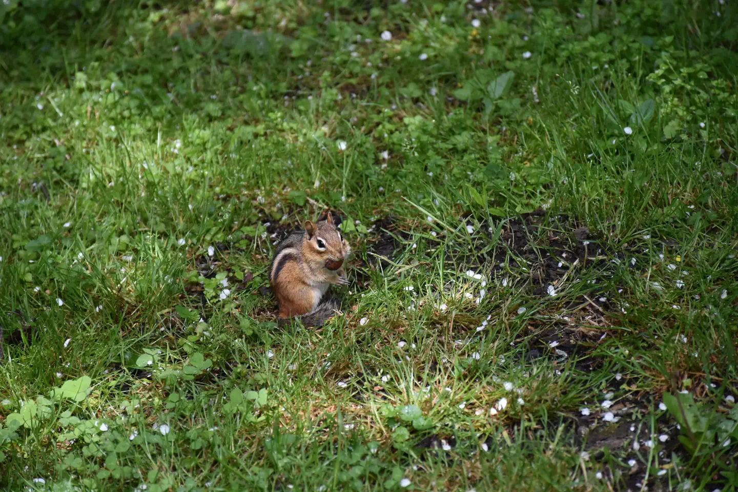 BUCKALOONS photo 5