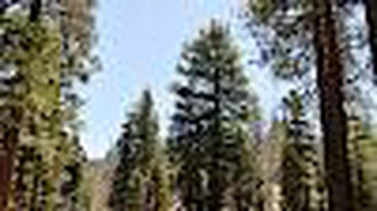 BUTTERCUP GROUP CAMP photo