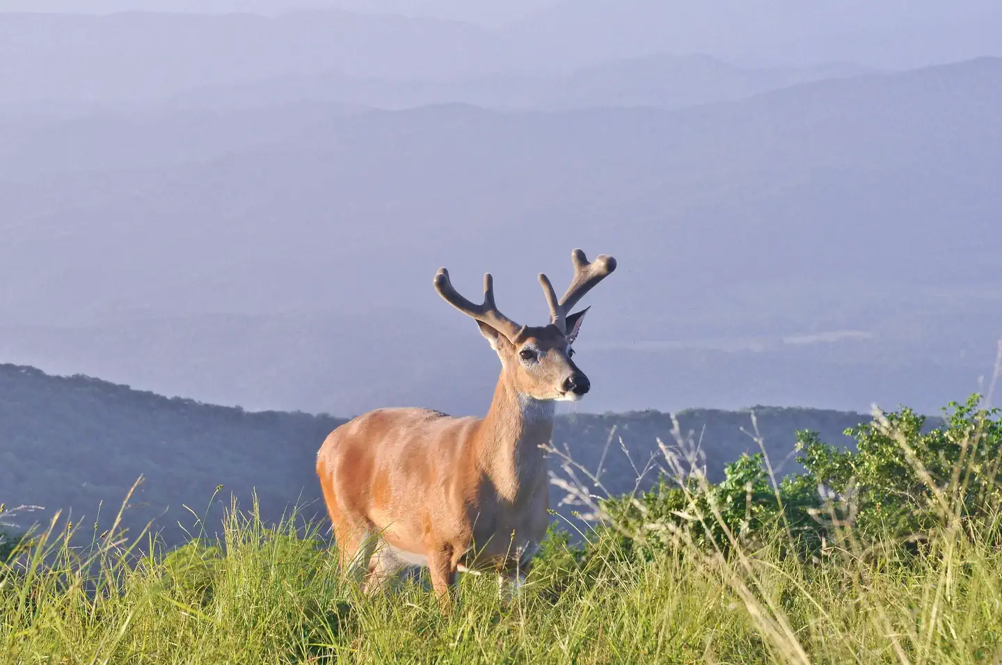 CADES COVE CAMPGROUND photo 3