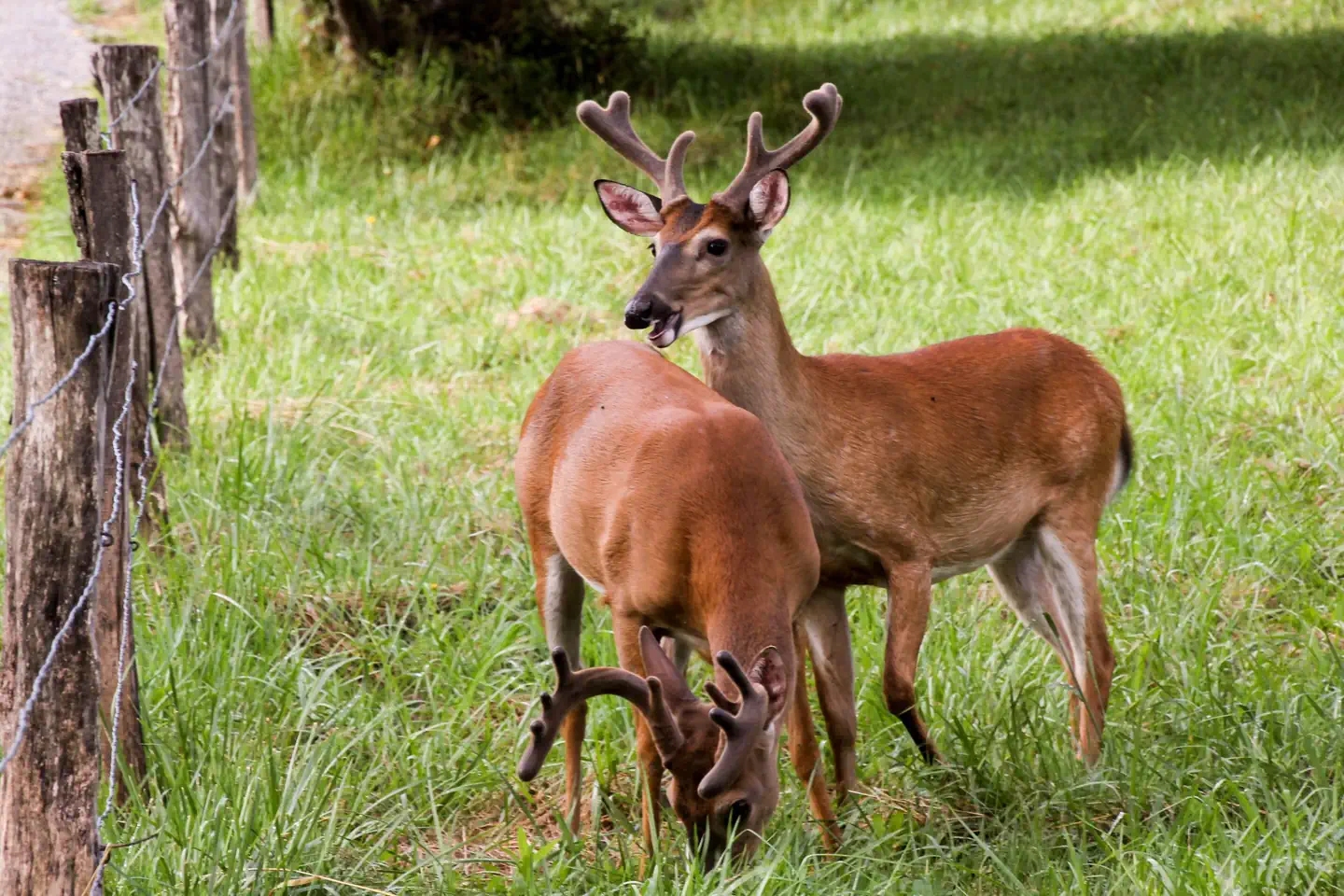 CADES COVE GROUP photo 4