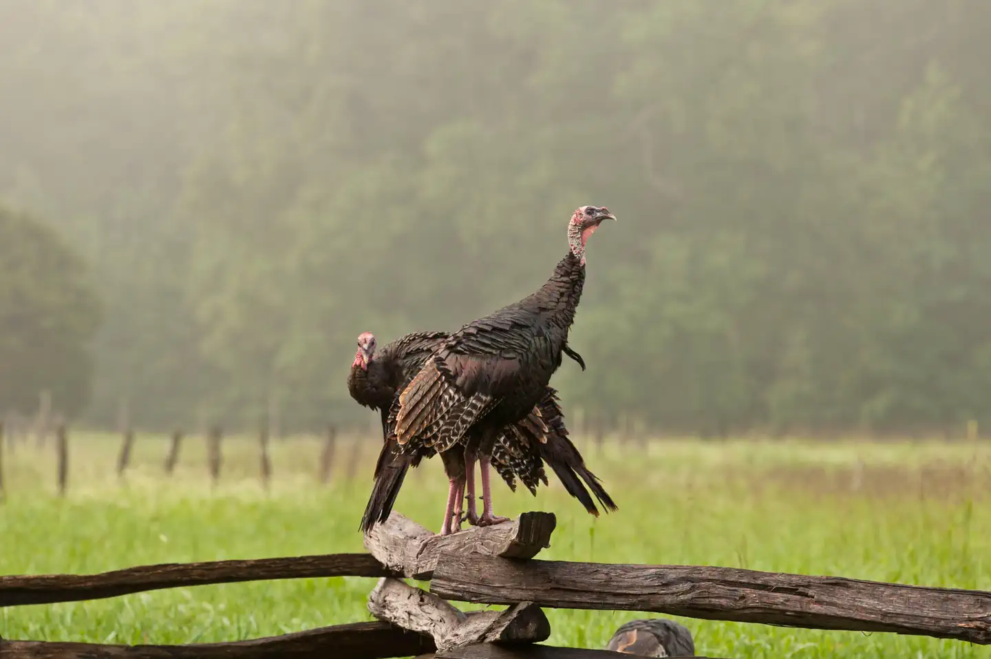 CADES COVE GROUP photo 5