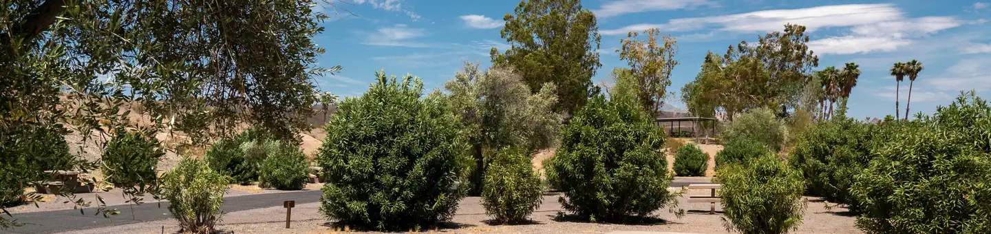 Callville Bay Campground photo