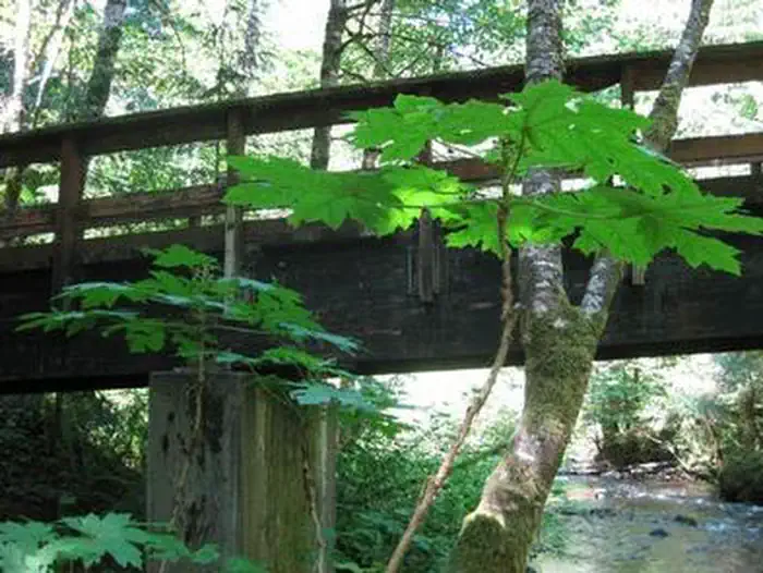 CAMP CREEK photo