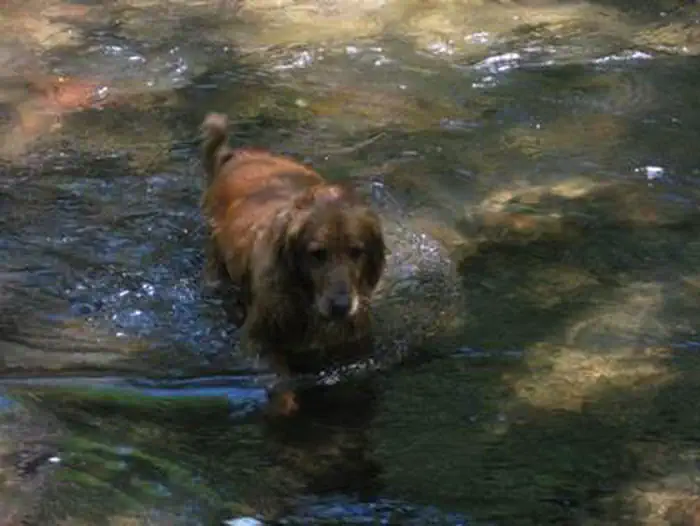 CAMP CREEK photo 3