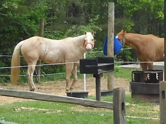 CANEBRAKE HORSE CAMP photo 4