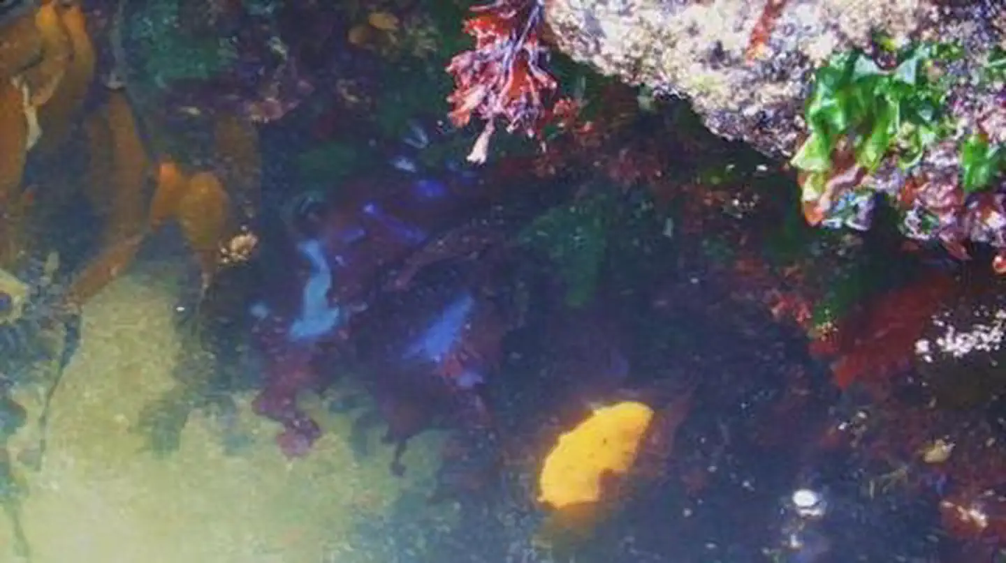 CAPE PERPETUA photo 4