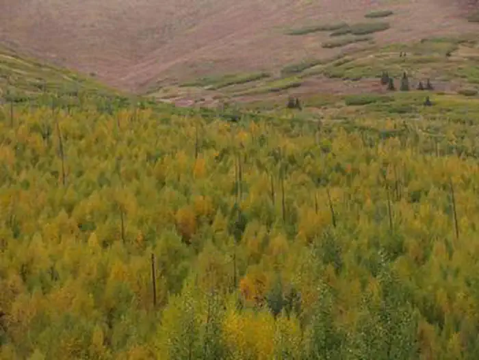 CARIBOU CREEK CABIN photo 5
