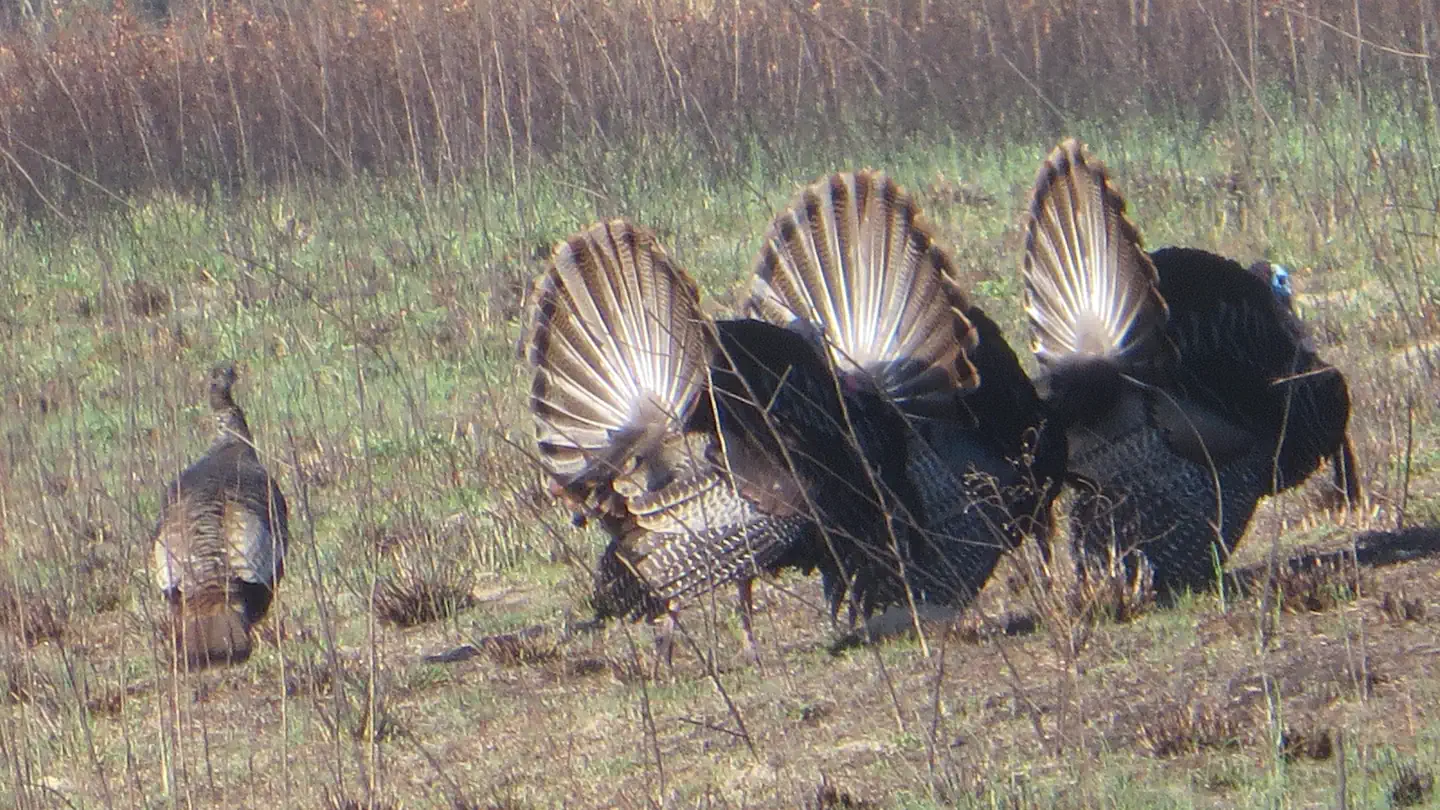 Carolina Sandhills National Wildlife Refuge Turkey Hunt Lottery photo