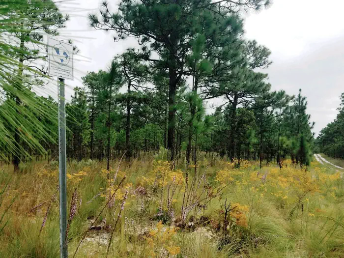 Carolina Sandhills National Wildlife Refuge Turkey Hunt Lottery photo 5