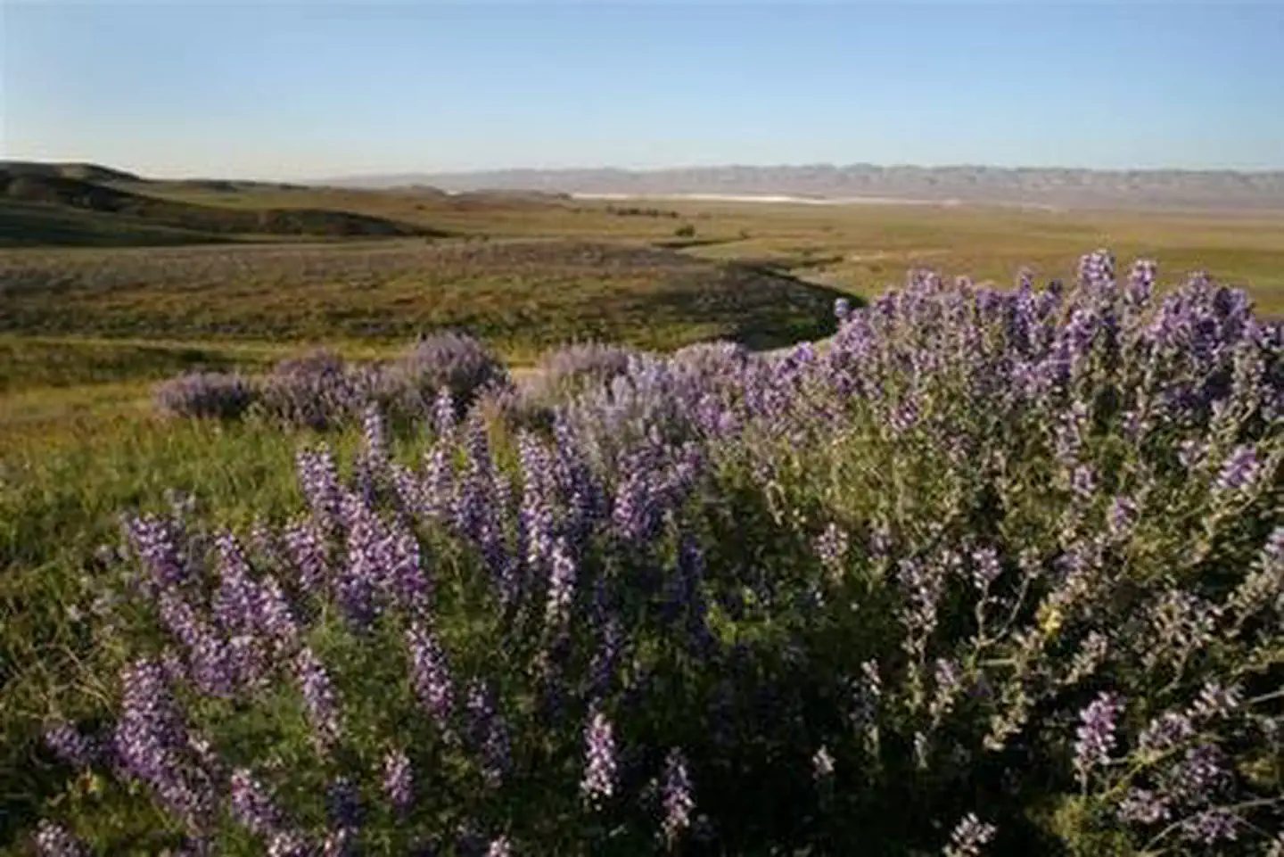 Carrizo Plain National Monument Tours photo 2