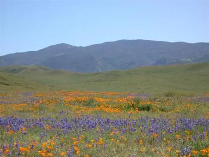 Carrizo Plain National Monument Tours photo 4