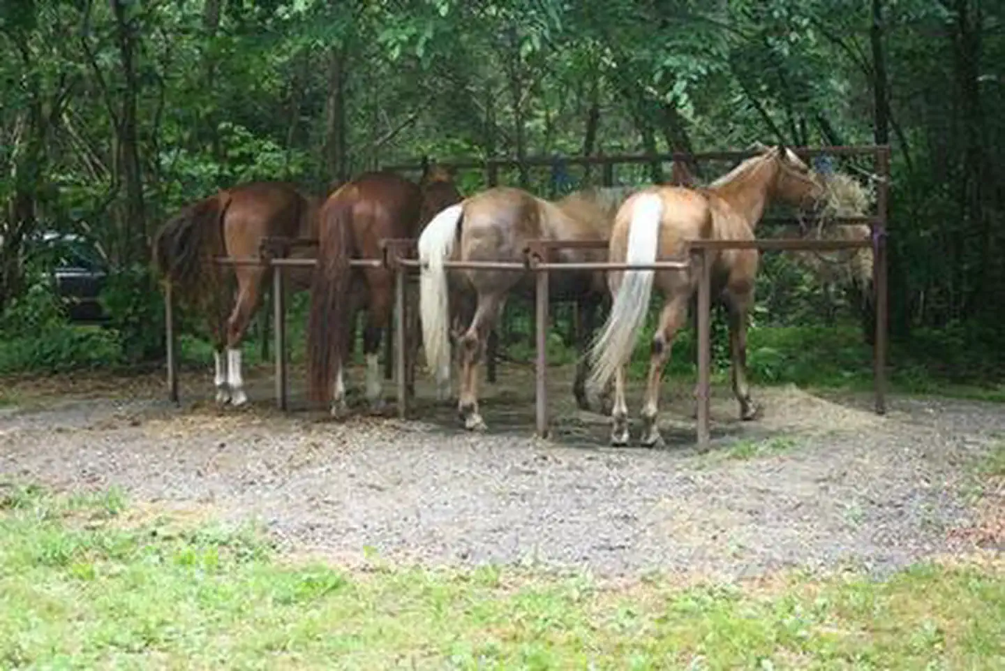CATALOOCHEE HORSE CAMP photo 5