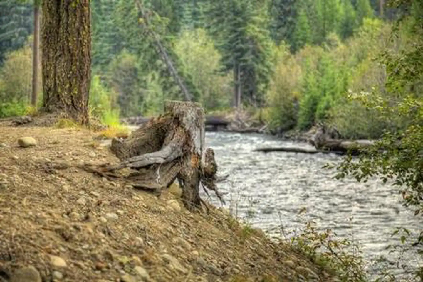 CEDAR SPRINGS CAMPGROUND (WA) photo