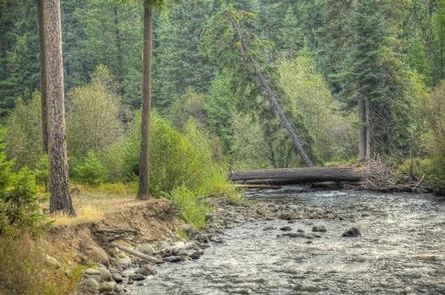 CEDAR SPRINGS CAMPGROUND (WA) photo 4