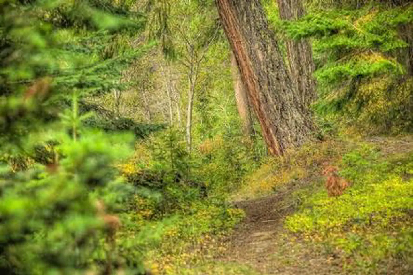 CEDAR SPRINGS CAMPGROUND (WA) photo 5
