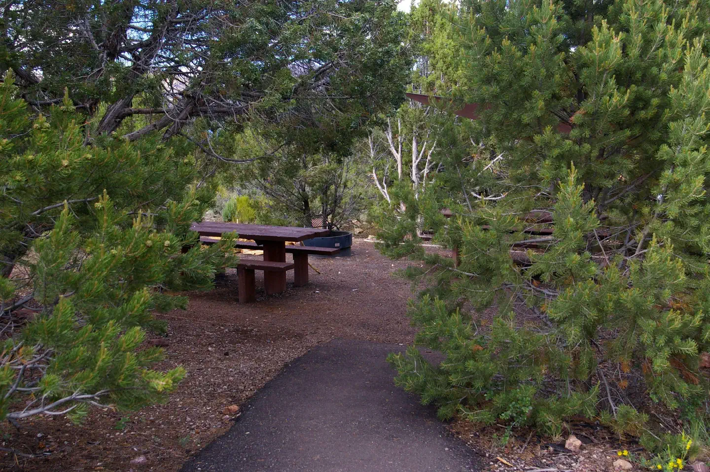 CEDAR SPRINGS CAMPGROUND photo 5
