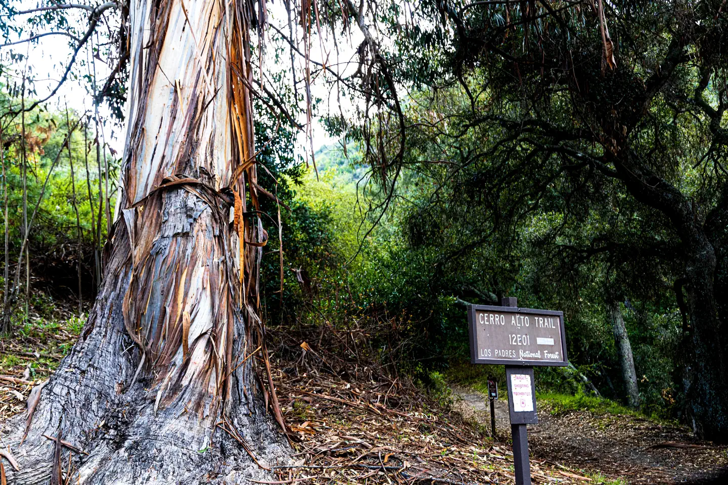 CERRO ALTO CAMPGROUND photo 2