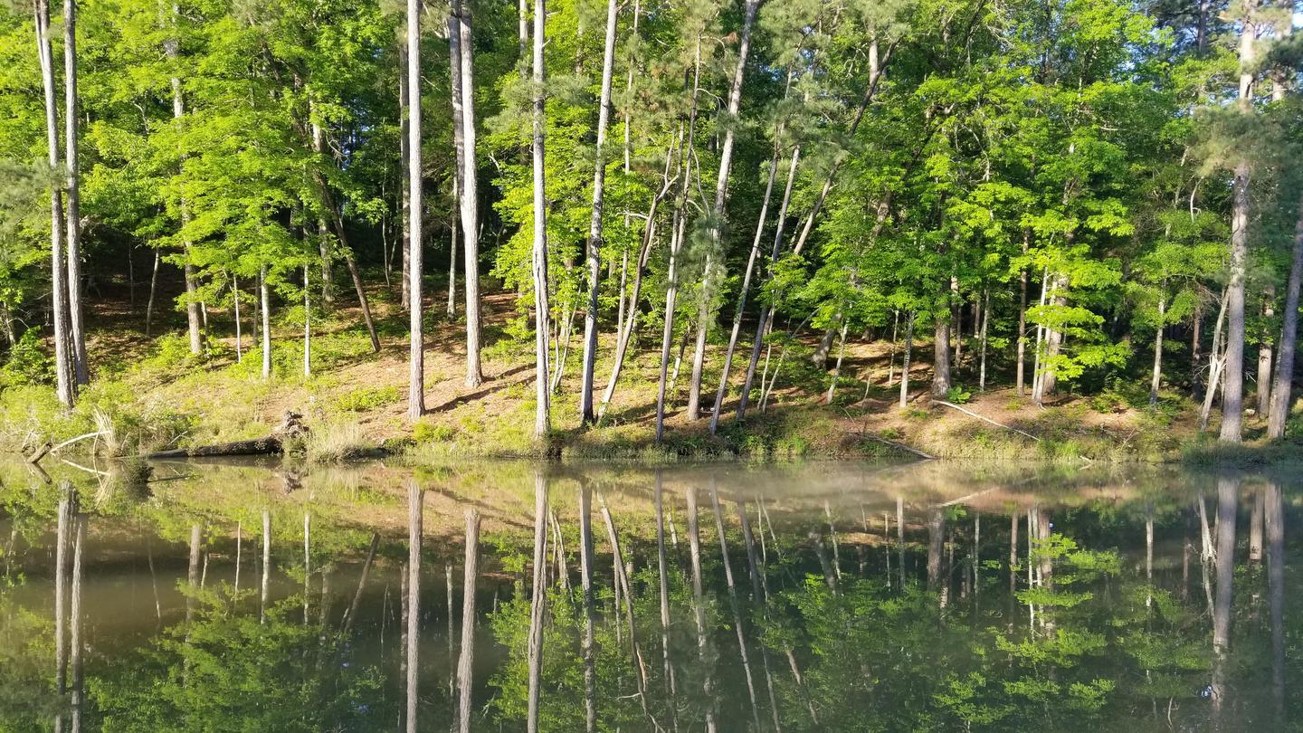 Clear Springs Recreation Area (MS) photo