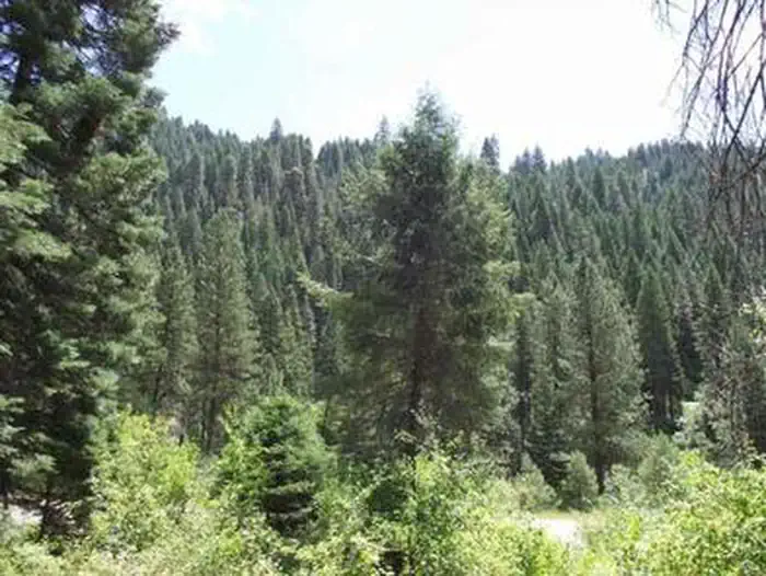 Cold Springs Campground - Boise NF (ID) photo 4
