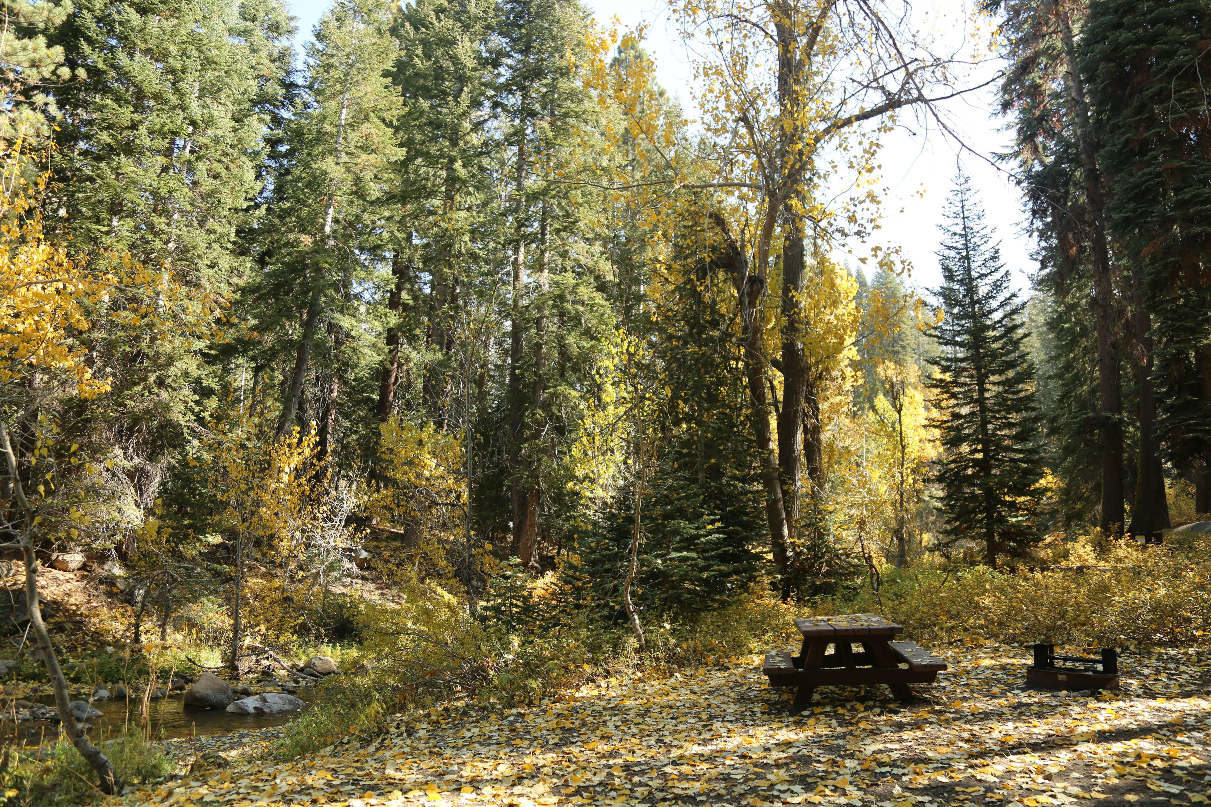 Cold Springs Campground (CA) photo